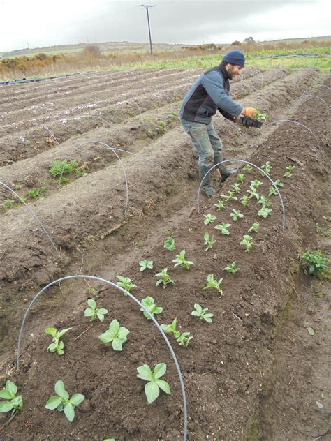 Bosavern Community Farm: Planting broad beans, salad, and kale