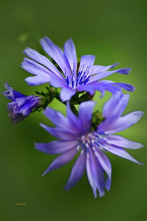 Chicory Flowers Photograph by Christina Rollo - Fine Art America