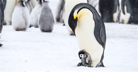 When Sea Ice Retreated, Some Emperor Penguins Didn’t Breed - The New ...