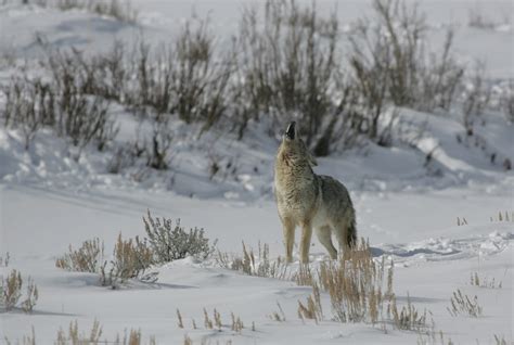 Coyote (Canis latrans) - Jewel Cave National Monument (U.S. National Park Service)