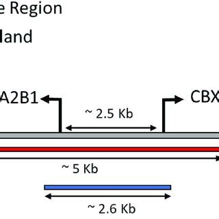 The predicted CpG island and actual methylation free region at the ...