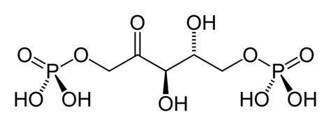 What is RuBP – The Biology Blog