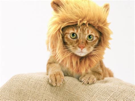 With Open Eyes To See: Lion mane Cat costume