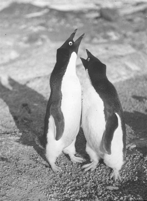 Adelie penguin mating ritual in Polar Expeditions at Dundee Heritage Trust