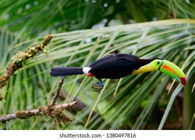 Keel Billed Toucan Flight Stock Photo 1380497816 | Shutterstock