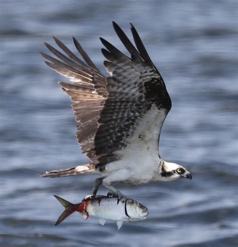 Osprey fishing | Wildlife, Outdoor photographer, Osprey bird