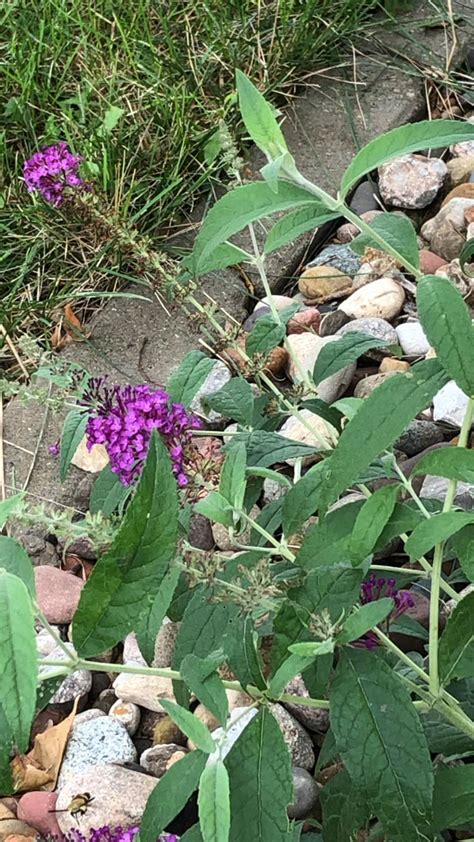 Sphinx Moth (or hummingbird moth) my wife captured today. Never even ...