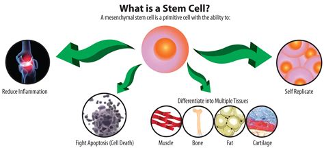 Stem cells