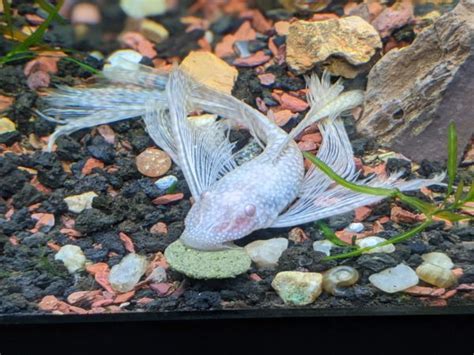 Albino Bristlenose Pleco - Complete Guide To Care, Breeding, Tank Size ...