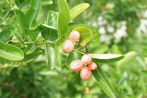 Karonda fruit on tree stock image. Image of healthy - 105927519