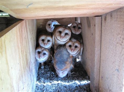 CLAW Barn Owl Nesting Box — Citizens for Los Angeles Wildlife