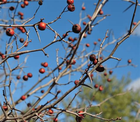 Hawthorn: Herb of the Week · CommonWealth Holistic Herbalism