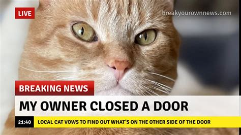 breaking news | Cats | Know Your Meme