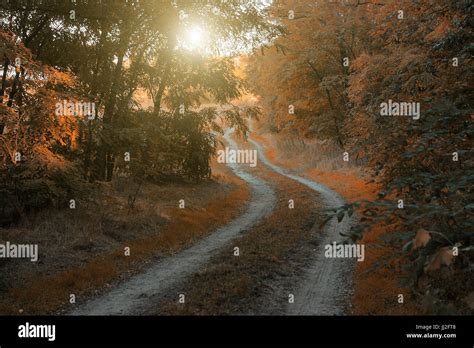 Autumn forest road Stock Photo - Alamy