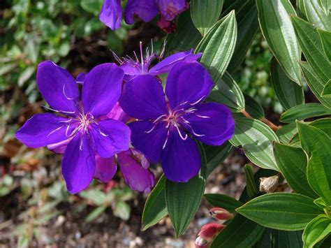 Tibouchina - Purple Glory tree | The flower of Tibouchina le… | Flickr