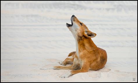 Howling Dingo - a photo on Flickriver