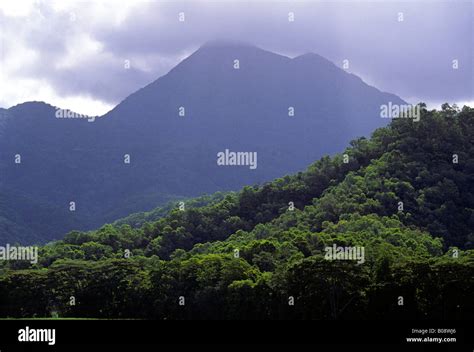 Daintree Rainforest, Daintree National Park, Queensland, Australia ...