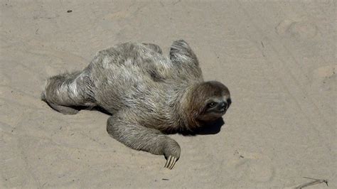 Sloth in the middle of the road - In the wild Brazil, (bicho preguiça atravessando a rua) - YouTube