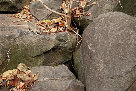 Allegheny Woodrat In Habitat Photograph by David Kenny - Fine Art America