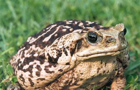 Cane Toad | Online Learning Center | Aquarium of the Pacific