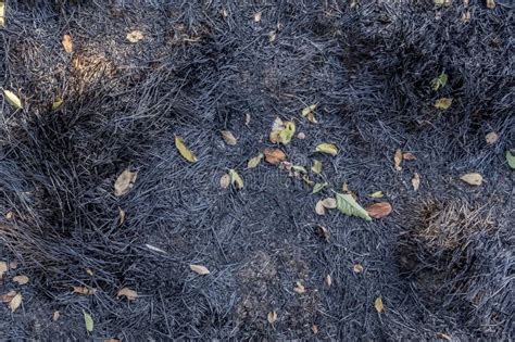 Burnt Ground after Fire. Scorched Ground Stock Photo - Image of soil, burned: 187999934