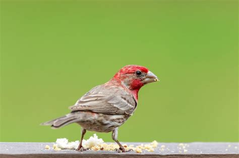 What Do Finches Eat in the Wild and as Pets? Nutrition & Diet Facts | Pet Keen