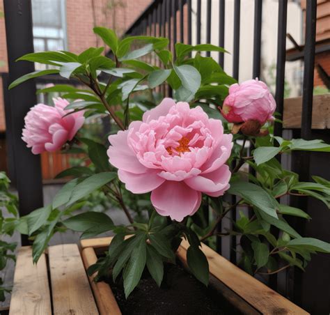 How to Grow Peonies in Pots - Wonky Shed