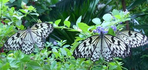 Butterfly Conservatory | Best On Key West