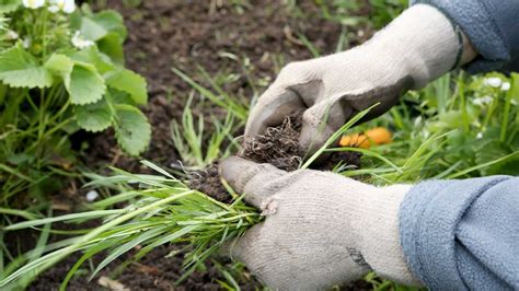 Pulling Weeds Tips and Tricks