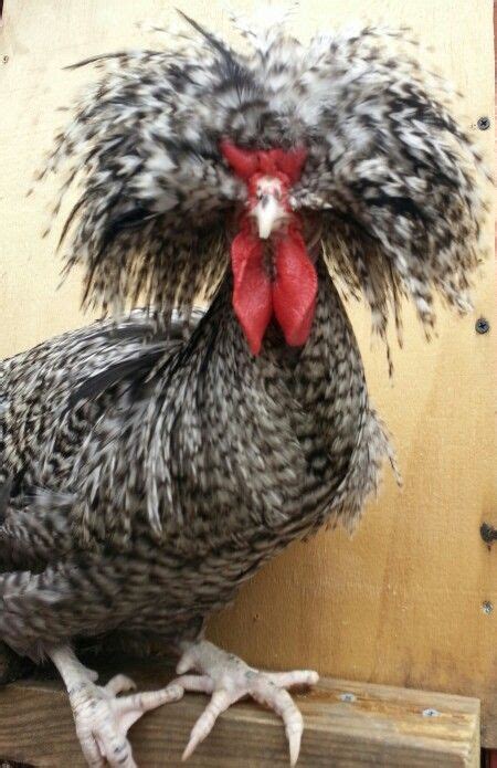 94 best images about Polish Chicken colors on Pinterest | A chicken, Fancy chickens and Rare breeds