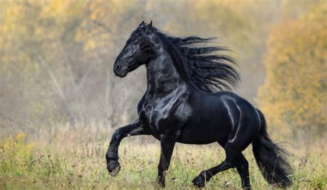 Friesian Horse Colors - Black, Chestnut and White - Helpful Horse Hints