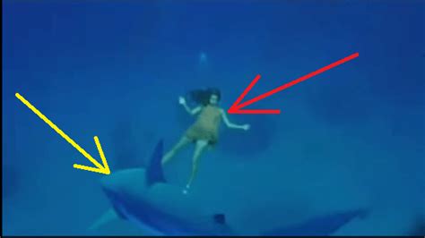 Amazing Dolphin, Rescue Drowning Pregnant Woman and Protect from Shark Attack - Filtrends