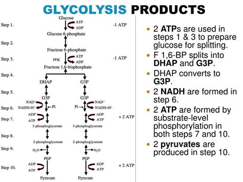 PPT - Glycolysis PowerPoint Presentation, free download - ID:1904657