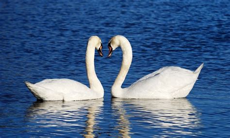 10 examples of monogamy in the animal kingdom