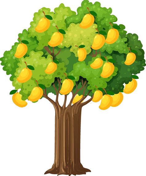 Yellow mango tree isolated on white background 2070066 Vector Art at Vecteezy