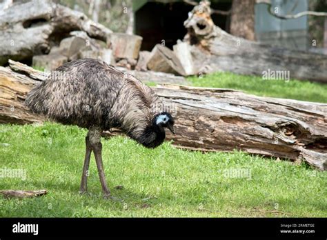 The Australian emu is eating grass in a field Stock Photo - Alamy