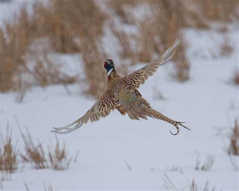 South Dakota Pheasant Hunting, South Dakota Pheasant Hunting Lodge