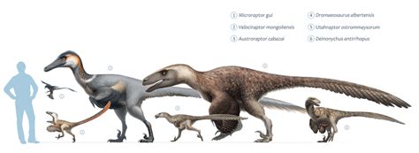 Dromaeosaur collection from Wiki. They're impressive with or without ...