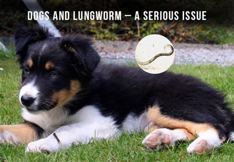 Lungworm in Dogs - Symptoms, Diagnosis and Treatment