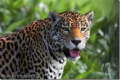 Jaguar wild cat