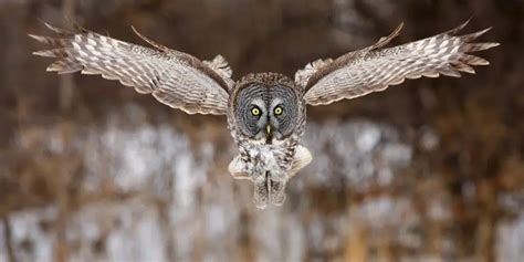 Eagle Owl Facts | Eagle Owl Diet, Habitat, and Behavior - Animals Time