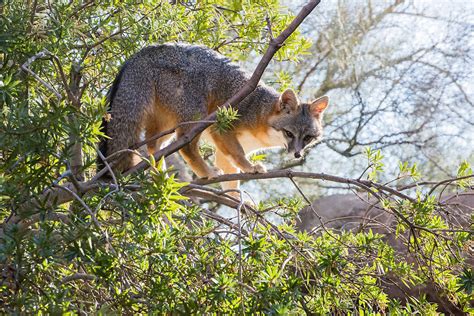 A Fox in a Tree? Gray Foxes Are Good Climbers