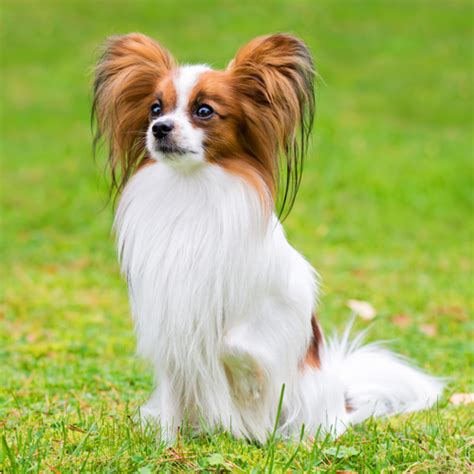 Papillon grooming, bathing and care | Espree