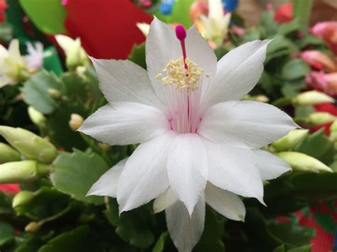 Caring for Christmas Cacti — Bob's Market and Greenhouses