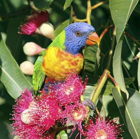 Rainbow Lorikeet — Woofpurnay Veterinary Hospital | Professional ...