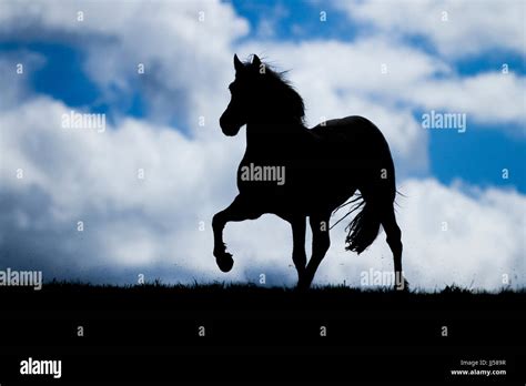 Silhouette of a gaited horse performing an ambling gait against a cloudy sky. Germany Stock ...