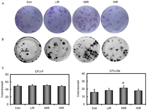 Assays for the number of CFU for fibroblasts and osteoblasts. (A) CFU-F ...