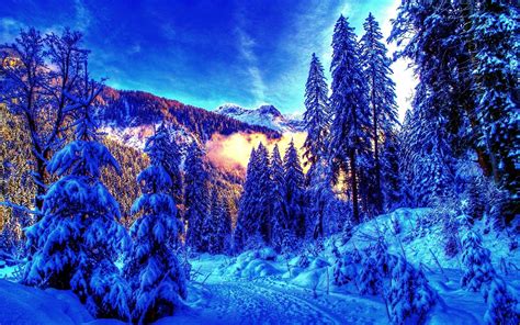 Download Snow Trees Wallpaper 1920x1200 | Wallpoper #349499