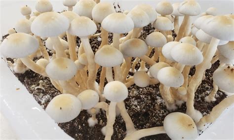 Growing Psilocybin Mushrooms