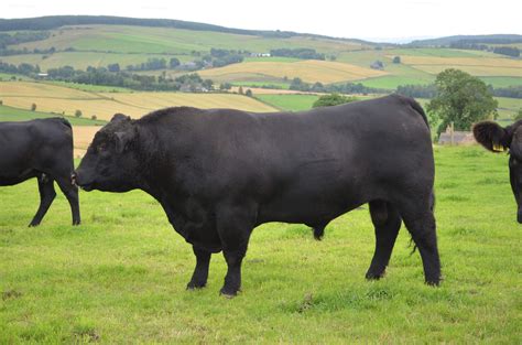 bulls Archives - Aberdeen-Angus Cattle Society